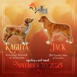 Nova Scotia Duck Tolling Retriever puppies from Spitfire Tollers