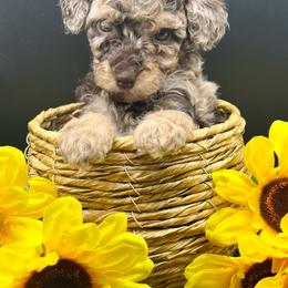 Wrangler - Merle male Cavapoo puppy in Austin, Texas from Doodles of Central Texas