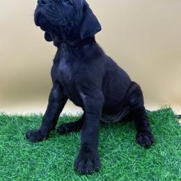 Bean - Black female Great Dane puppy in Grand Junction, Colorado from Top Brackett Danes