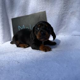 Boy 4 - Black and tan male Dachshund puppy in Stilwell, Oklahoma from Johnson Dachshund’s