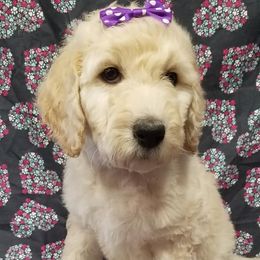 Bernedoodle, Goldendoodle, and Poodle Puppies from Granton Creek