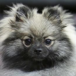 Winnie - Pomeranian