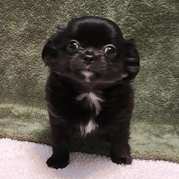 Maud - Black and white female Chihuahua puppy in Chesapeake, Virginia from Elsbeth's Chihuahuas