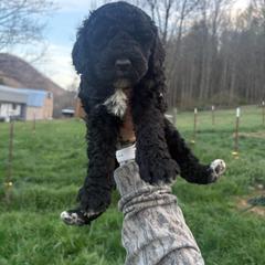 Girl 2 - Black female Double Doodle puppy in Jonesborough, Tennessee from Dry Creek Siberians