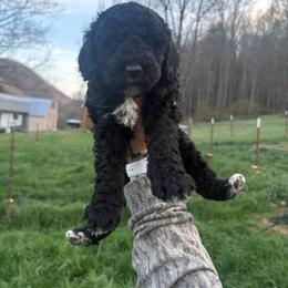 Girl 2 - Black female Double Doodle puppy in Jonesborough, Tennessee from Dry Creek Siberians