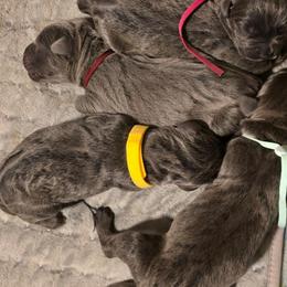 Red Collar female - Gray female Cane Corso puppy in Granbury, Texas from La Muerte Corso Kennel