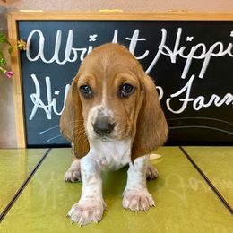 Basset Hounds from Albright Hippie Hillbilly Farm