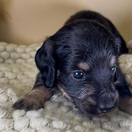 Atlas - Cream male Dachshund puppy in Jena, Louisiana from Amy’s Mini Doxies
