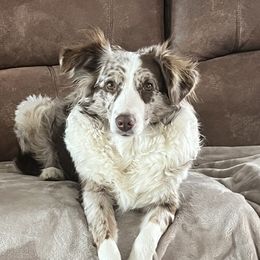 Zoey - Miniature Australian Shepherd