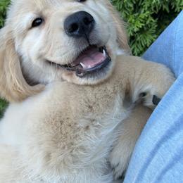 Golden Retriever Puppies from N.W. Mountain Retrievers