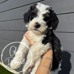 Purple - Tri-color female Bernedoodle puppy in Rockwall, Texas from Glory Doodles