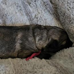 Shiloh Shepherd Puppies from SilverLiningShilohs