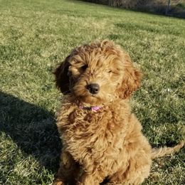 Goldendoodle Puppies from Hobble Creek Farms