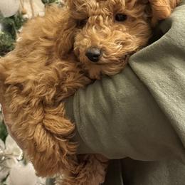 Poodle Puppies from Wanda Burton