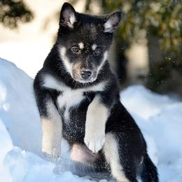 Gray Boy - Onni - Black and tan male Lapponian Herder puppy in Prattsburgh, New York from Maalattu Koirankoppi Lapponian Herders