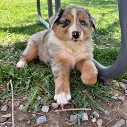 Shaun - Blue merle male Australian Shepherd puppy in Preston, Idaho from KC Bar Ranch Aussies