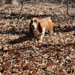 Basset Hounds and German Shorthaired Pointers from Alabama Blood Trackers