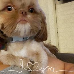 Capone - Liver male Shih Tzu puppy in Chicago, Illinois from Casa de Santiago