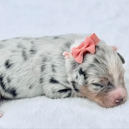 Coral collar - Blue merle female Aussiedoodle puppy in 32046, Florida from River Hill Ranch