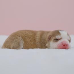 Phoenix - Red and white male Pomsky puppy in Loxahatchee, Florida from Cardinal Point Pomskies