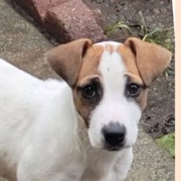 REY- REY - Russell Terrier