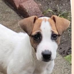 REY- REY - Russell Terrier