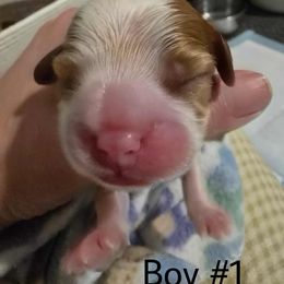 Boy 1 - Blenheim male Cavalier King Charles Spaniel puppy in Kewaskum, Wisconsin from Moon Dream Cavaliers