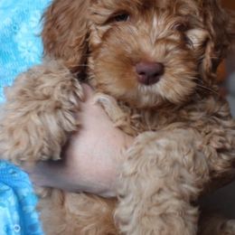 Australian Labradoodle Puppies from North Country Australian Labradoodles