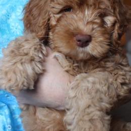 Australian Labradoodle Puppies from North Country Australian Labradoodles
