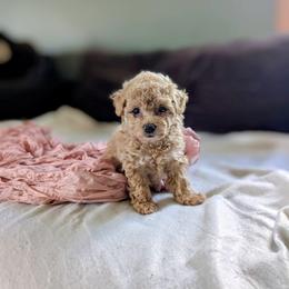 Daphne - Cream female Poodle puppy in Utica, Ohio from Poodle Me Crazy