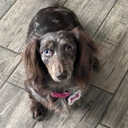 Cleo - Dachshund