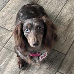 Cleo - Dachshund