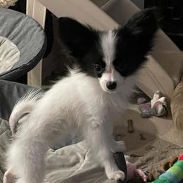 Casper - White and sable male Papillon puppy in Central Florida, Florida from Sunshine Papillons Central Florida