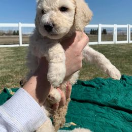 Poodle Puppies from Teton View Kennels