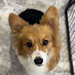 Sassy - Pembroke Welsh Corgi