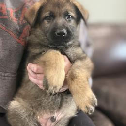 Dasher (green collar) - Sable male German Shepherd puppy in Canterbury, Connecticut from Nachtwaechter German Shepherds, LLC