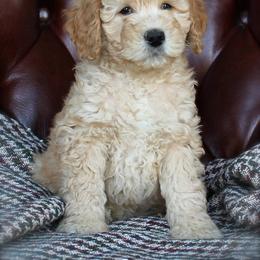 Goldendoodle Puppies from Regal Doodles
