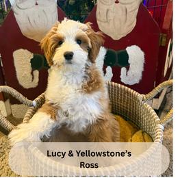 Ross - Red  male Goldendoodle puppy in Layton, Utah from Gracious Doodle Dogs