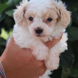 Butterscotch - Parti male Poodle puppy in Goliad, Texas from Sassy Lil Aussies and Diamond W Poodles