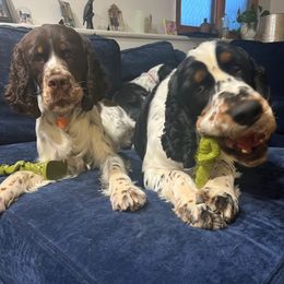 English Springer Spaniel Puppies from South Texas Springers