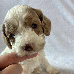 Sky - Red and white female Cockapoo puppy in Adrian, Oregon from ApplebyFarm
