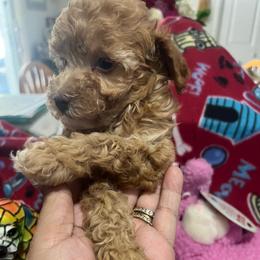 Petal - Red  female Poodle puppy in Winter Haven, Florida from Herdez’s Poodles