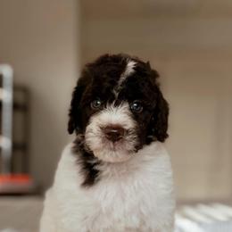 Gyoza - Brown and white male Bernedoodle puppy in Maricopa, Arizona from Desert Ridge Doodles