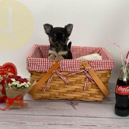 Ozzy - Black sabled fawn male Chihuahua puppy in North Ridgeville, Ohio from Happy Pups