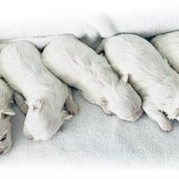 Maltese Puppies from Rockin Rivers AKC Maltese & Malshi's