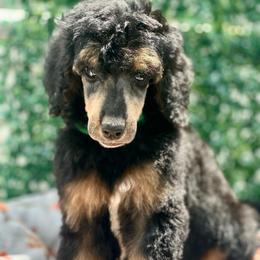 Copper - Phantom male Poodle puppy in Travelers Rest, South Carolina from Cotton Top