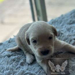 Sugar - Cream female Goldendoodle puppy in Duluth, Minnesota from heavenly Pups kennel