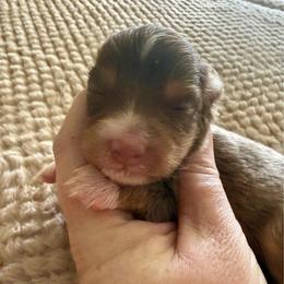 Boy2 - Red tri-color male Miniature American Shepherd puppy in Gatesville, Texas from Southern Promise Aussie’s