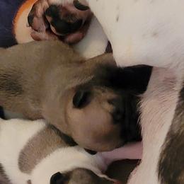 French Bulldog Puppies from Treasure Wylie