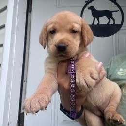Purple - Yellow female Labrador Retriever puppy in Newton Grove, North Carolina from Wayalife Labradors & Gsp’s